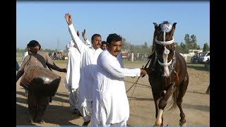 Amazing Horse dance in pakistan 2019 No.11