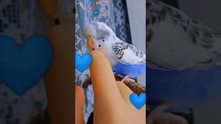 Ручной попугай Тоша 🦜💙