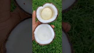 What is inside my coconut? #coconut #shorts