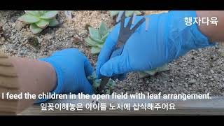 잎꽂이한 아이들 노지에 삽식해주기   Feeding children with leaf arrangement in the open field