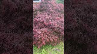 Crimson Queen Japanese Maple