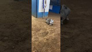 Dogs and raccoon playing #equestrian #horsesport #horse #horsebackrider #jumping #barrelracing