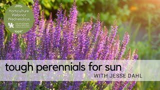 Tough Perennials for Sun