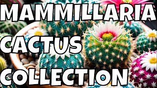 The Beauty of Mammillaria Cactus Plants: My Collection Tour