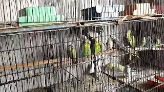 Osama Birds Shop Love bird all variety available han