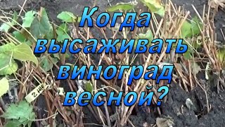 Когда  можно сажать виноград весной? Очень важно!