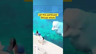 Beluga whale reacting to this kid #didyouknow #amazingfacts #interestingfacts #whales #shorts