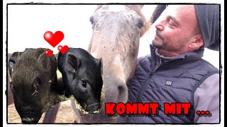 Manapi-Farm FMA 🐖🐖 - Kommt mit :) | Pferde Hoschi