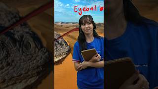 The horned lizard does WHAT? 🦎 #shorts #lizard #maya #mayahiga #greenscreen #education #twitch