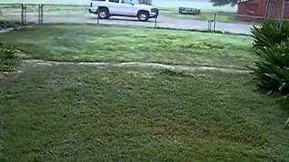 AMAZING CLIPS Dog Plays Ball with a Deer Collected by Rashid Siddiqi evergreenpeople@yahoo com