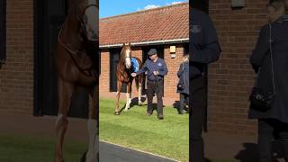 Beautiful unique racehorse looking amazing #horse #horseracing #beauty