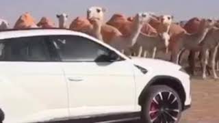 منقيه الشيخ عبدالله بن عامر النهدي