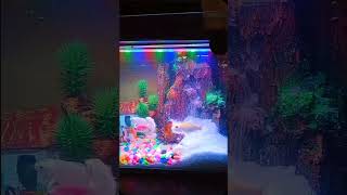 aquascape pemula #relaxingmusic