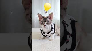 Cat Demonstrates Solar Eclipse #shorts