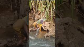 A Man Caught 8kg Big Fish In Kali River Dandeli 😳 #shorts #viral #trending