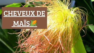 Les cheveux de mais 🌽