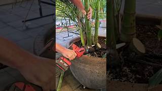 How to encourage healthy Golden Cane Palm growth #gardening #gardeningtips