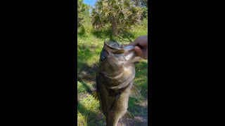 I can’t believe I caught a fish this large in this tiny pond!!