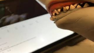 Shark puppet listens to eye of the tiger