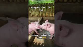 Kung di kayo ganito, wag nalang 😂😂😂😂😜😜😋🐷🐷