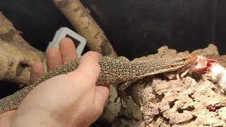 Taming Peacock Monitor Lizard - The Way To A Monitor's Heart Is Through The Stomach