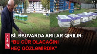 Arıçılar təsərrüfatlarını parazitlərdən qoruma üsulunu tapıblar: “ana arı qəfəscikləri…” – APA TV