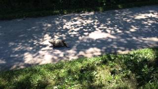 Snapping Turtle on the CVNP Towpath