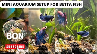 Mini Aquarium Setup for Betta Fish #youtube #aquarium #viralvideo #bettafish #trending