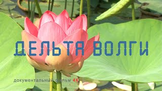 Дельта Волги. Астраханский заповедник. Животные дельты.  Волжские рыбы. Nature of Russia.