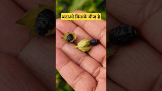 पहचानो किसके बीज है #plants #seeds #ashiyanakhayalonka #shots