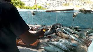 Big Fish at kumundhoo fish market maldives