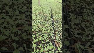 seedlings of #brinjal vegetable