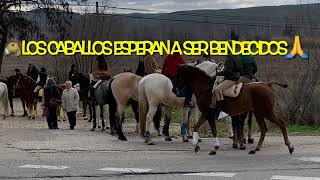 Bendición animales San Antón . Segnungen für San Antón in Spanien 🇪🇸 tradición en España 🐴🦜🐩🦆🐰🐷🐶🐹🦊