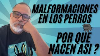 PORQUE nacen Los Cachorros de Perro CON MALFORMACIONES by Alex Santillana