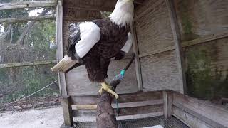 Bald Eagle #18-4339 Flight Practice