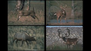 104024 North American Deer SSTV PD120