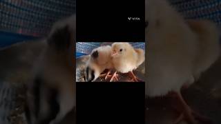 New Cute Baby Chicken / Chicks Eating #shorts #viral #viralshorts #cutechicks