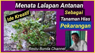 Ide Kreatif Menata Lalapan Antanan Sebagai Tanaman Hias Pekarangan #alamseru