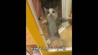 ف تحب العيد؟ 😄✨ #اكسبلور #cat #shortvideo #قطط #فلسطين #youtubeshorts #viral #shorts #short #op