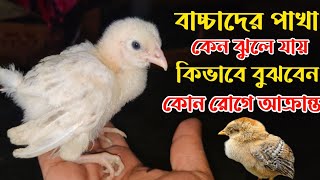 মুরগির বাচ্চাদের পাখা ঝুলে মারা যাওয়ার কারণ ও চিকিৎসা || Nur  Bhai