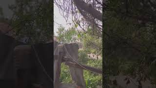 Ukrainian soldiers were currently fighting against the Russian army in Vovchansk (May 2024)