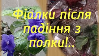 Фіалки після падіння з полки!..