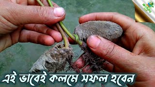 How to Grafting on small tree / এই ভাবেই কলম করলে সফল হবেন / কলম করার সবচেয়ে সহজ পদ্ধতি