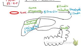 Bilirubin metabolism