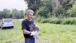 Barred Owl Release