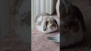 Bunny 2 LOAF in 2 seconds transformation 😍 Carl the Holland Lop #bunnyloaf #cutebunny #rabbitloaf  ♥