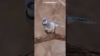 Photographer's dream: capturing a Blue Jay