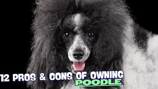 12 Pros & Cons of Owning a Poodle🐾