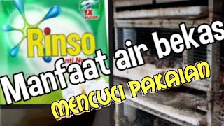 Tiga Manfaat Air Deterjen Bekas Mencuci  Pakaian untuk Beternak Puyuh