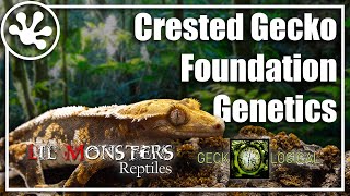 Crested Gecko Foundation Genetics